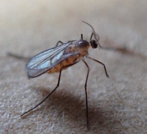 Dasineura odoratae
